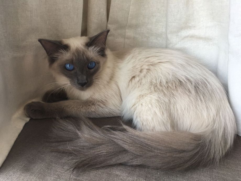 Балинезийская кошка