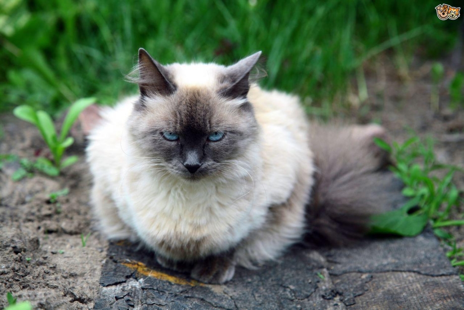 Сиамская Балинезийская кошка
