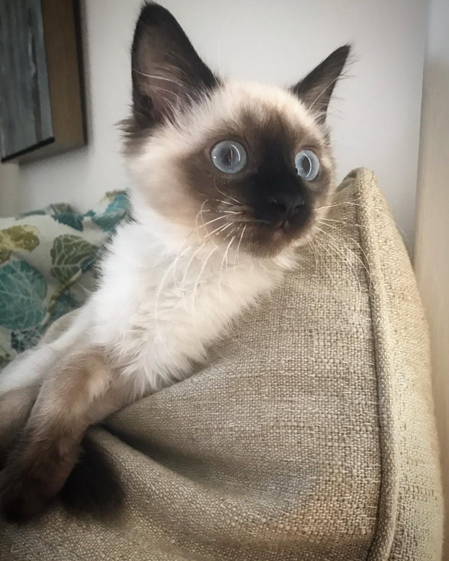 Сиамский балинезийский кот