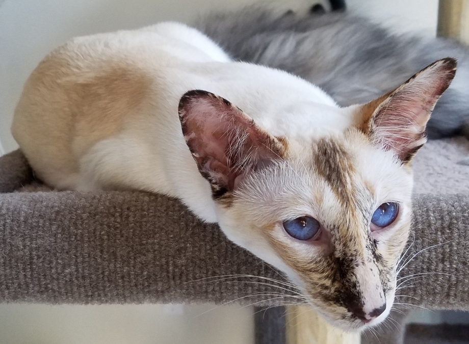 Балийская кошка