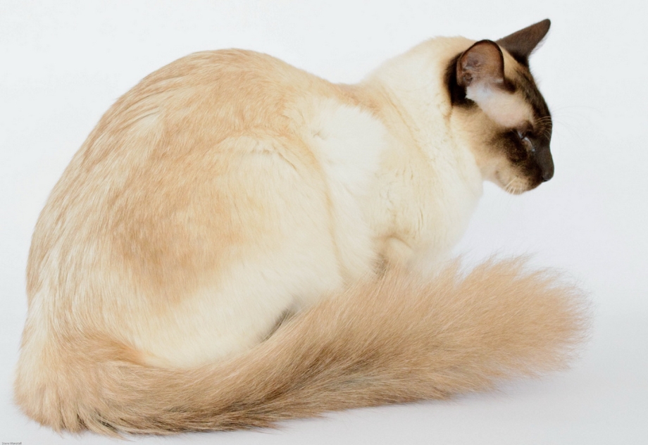 Балинезийская кошка короткошерстная