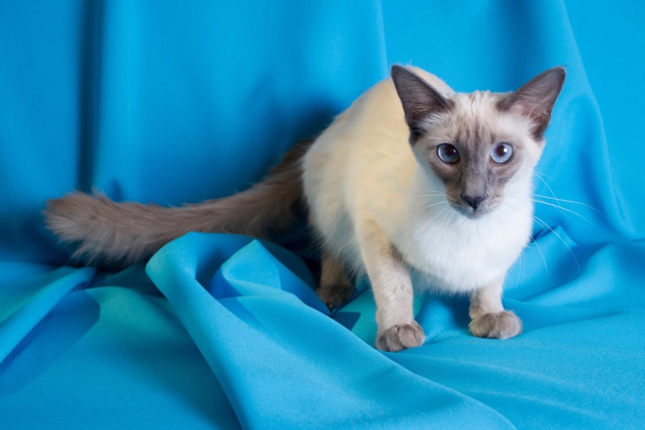 Сиамская Балинезийская кошка
