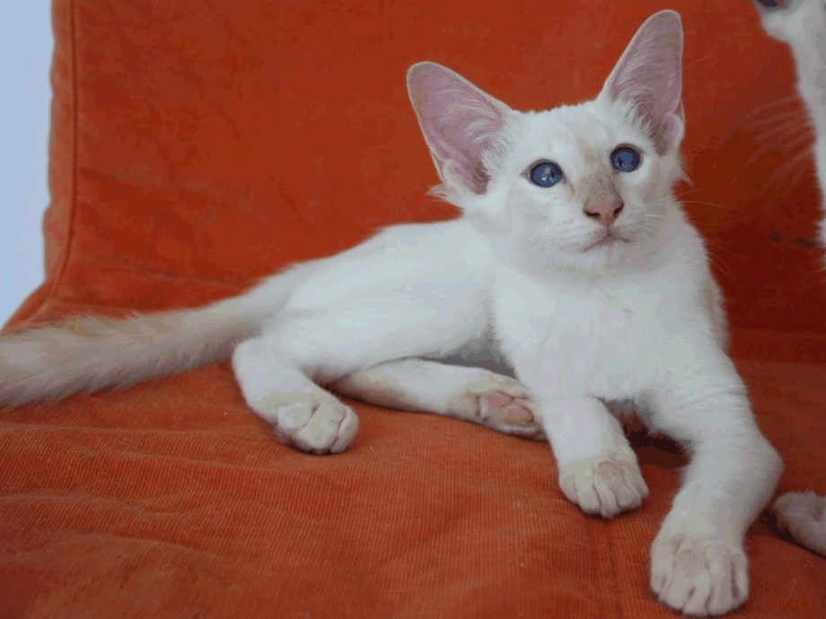 Балинезийская вислоухая кошка