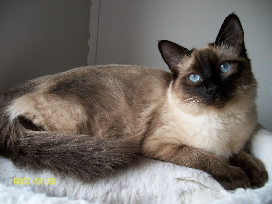 Сиамский балинезийский кот