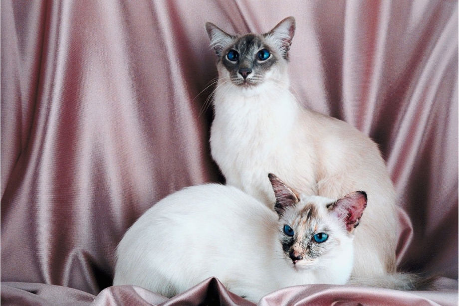 Балинезийская балийская кошка