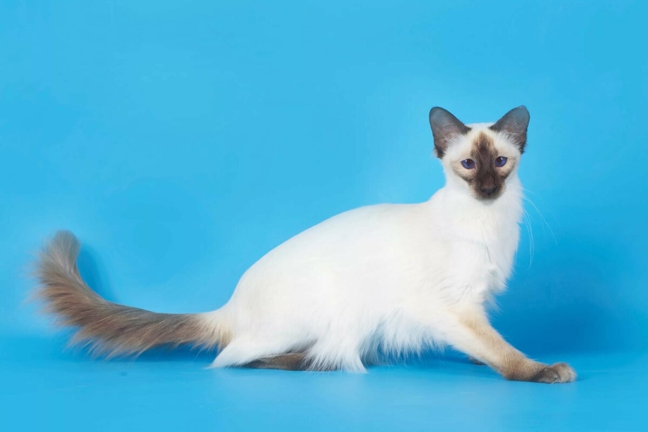 Балинезийская кошка