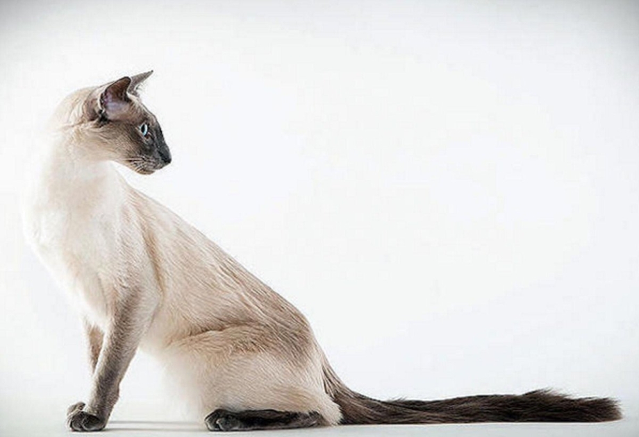 Балинезийская кошка