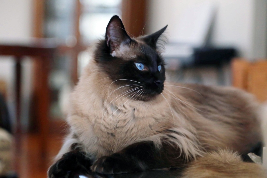 Балийская кошка