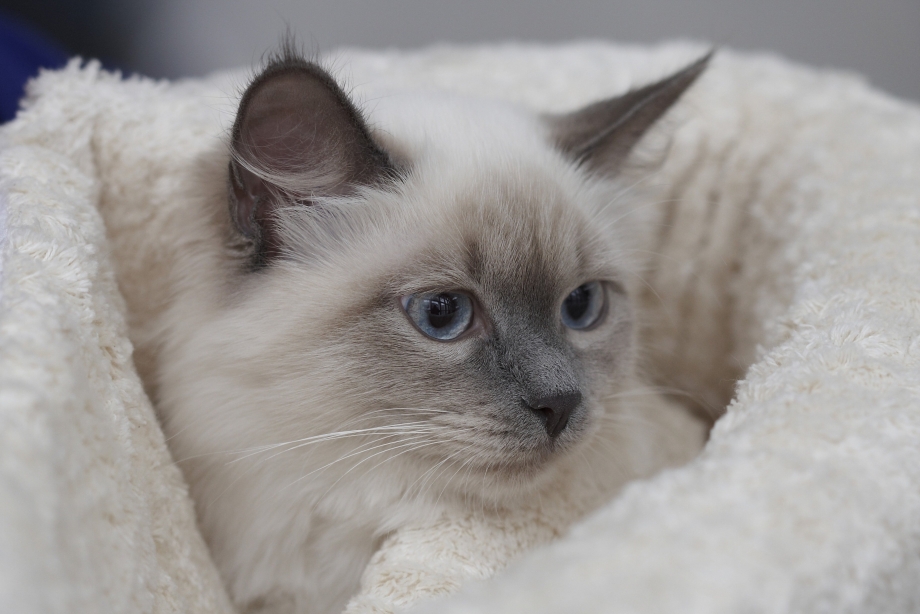 Сиамская Балинезийская кошка