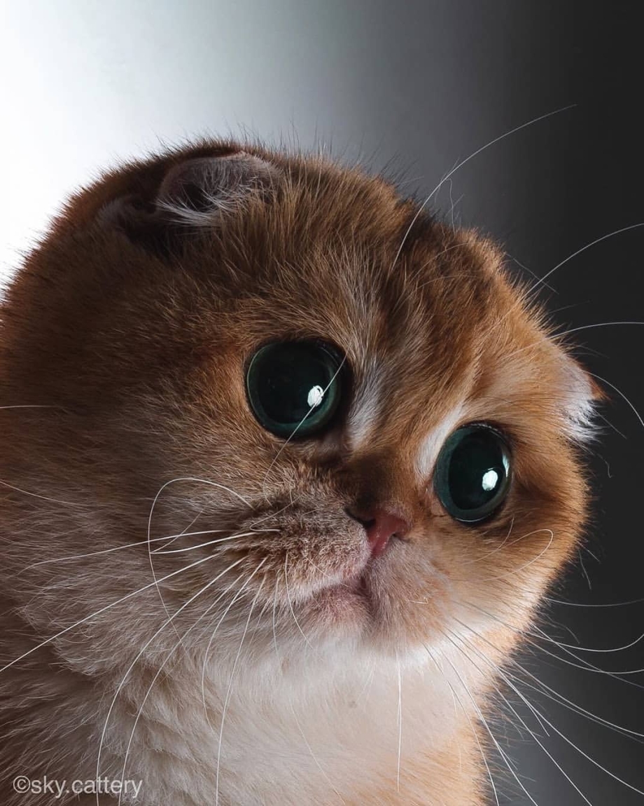 Кошка с большими глазамм