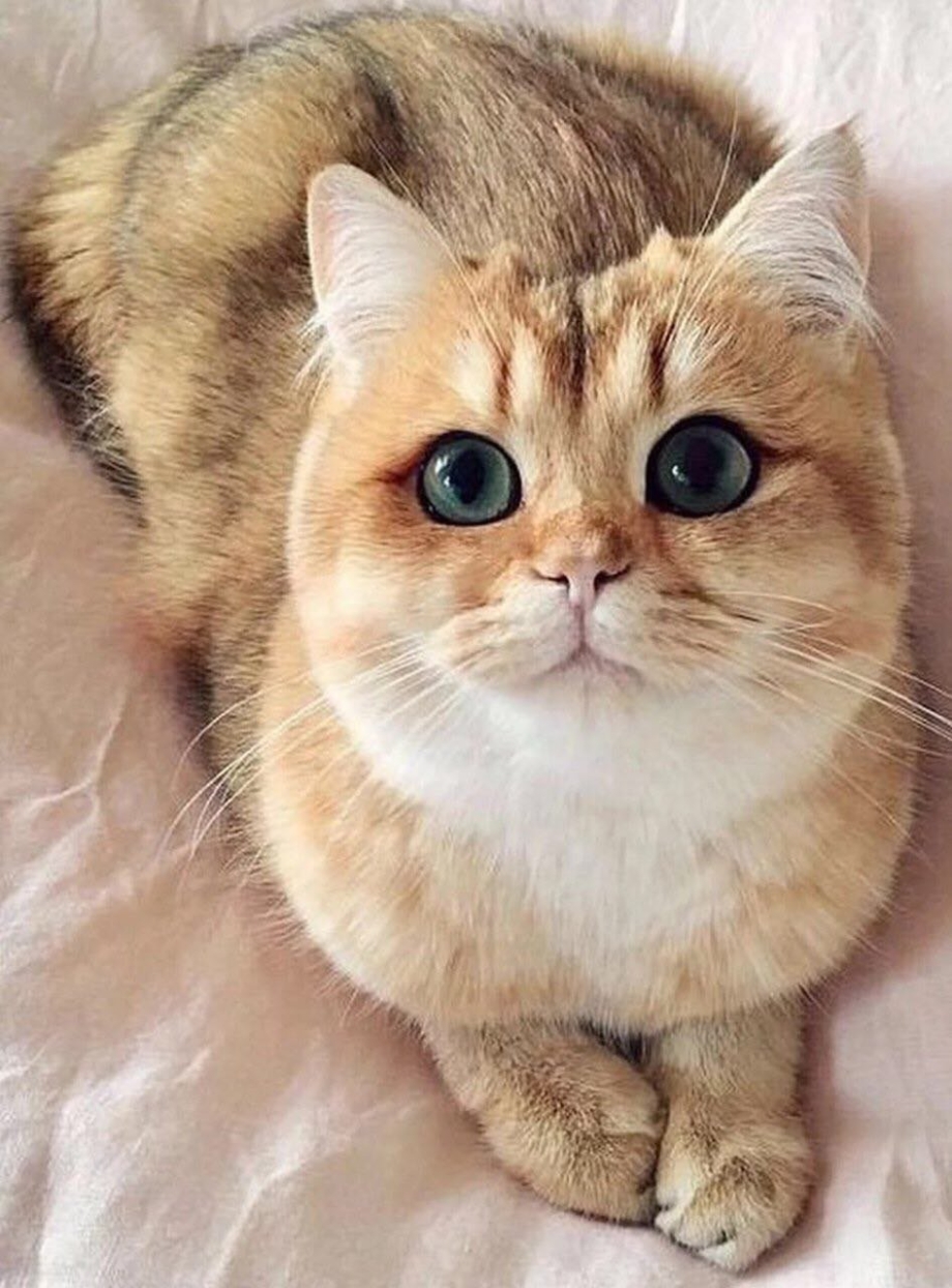 Котик с большими глазами
