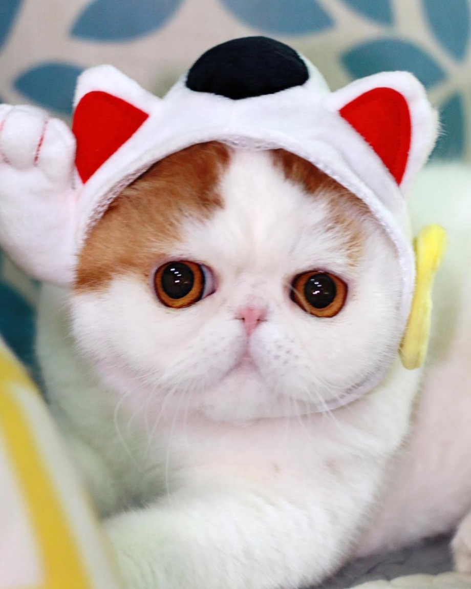Коты экзоты Снупи