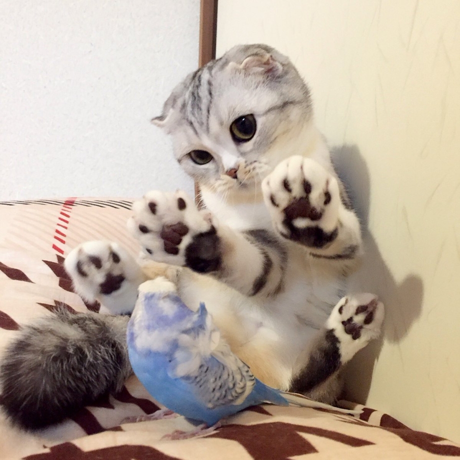 Японская вислоухая кошка