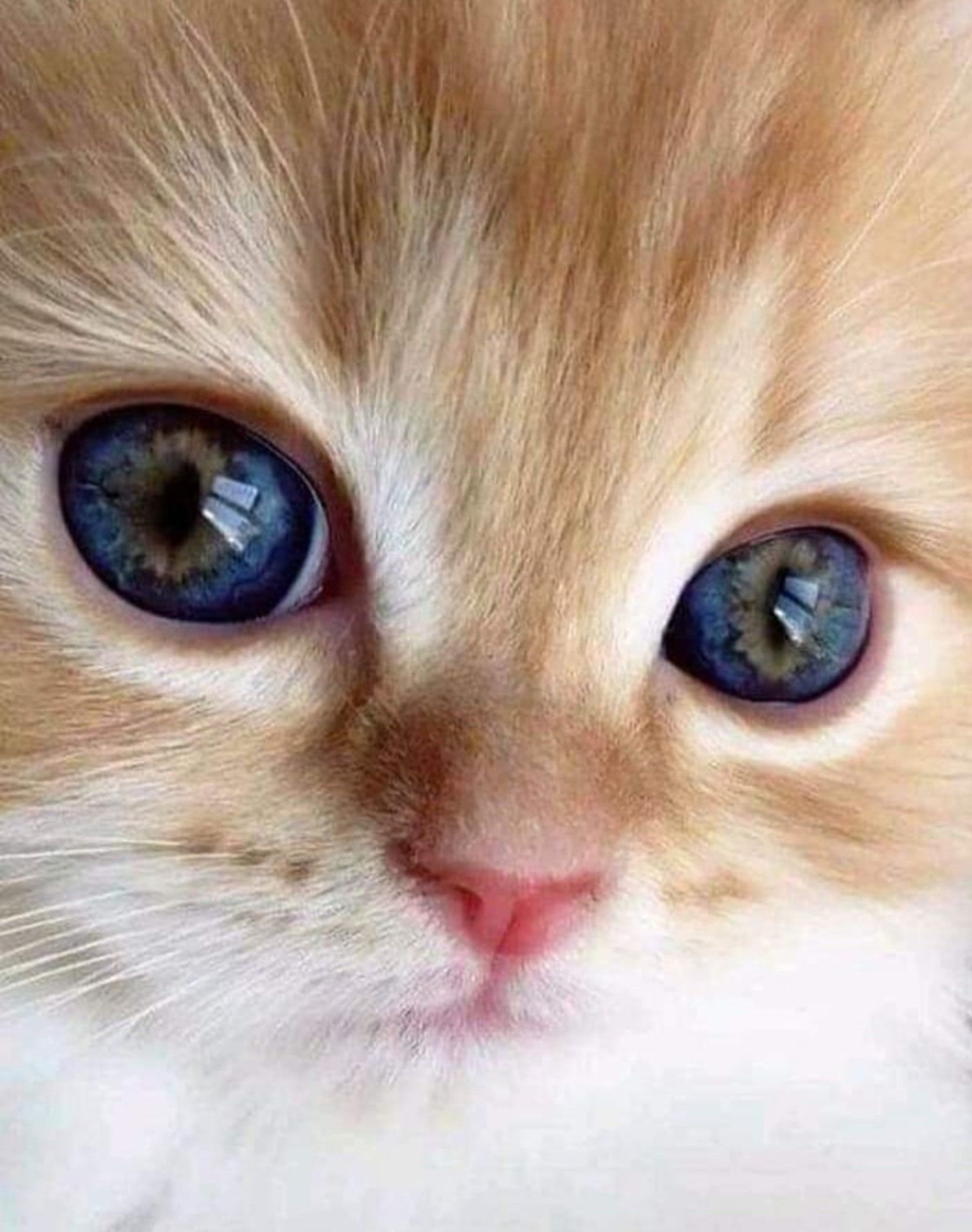 Кошка с красивыми глазами