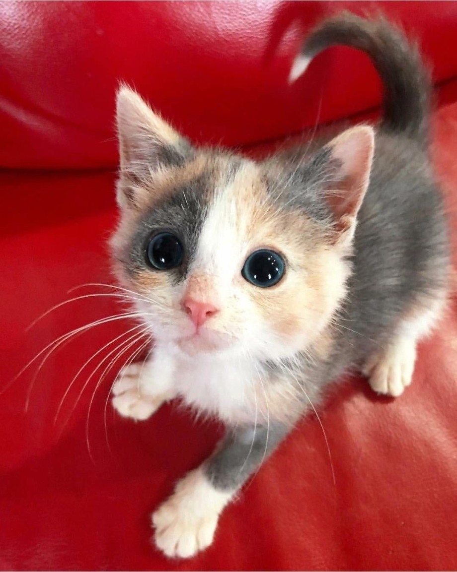 Милые котики