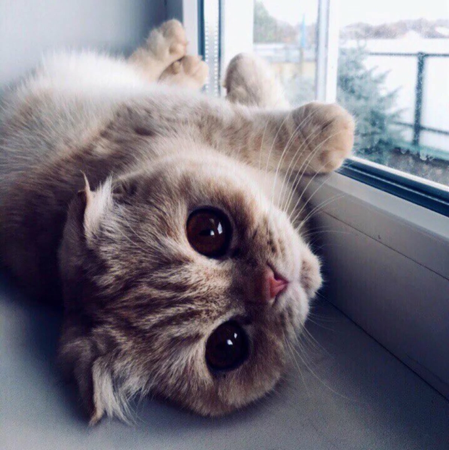 Котики милахи