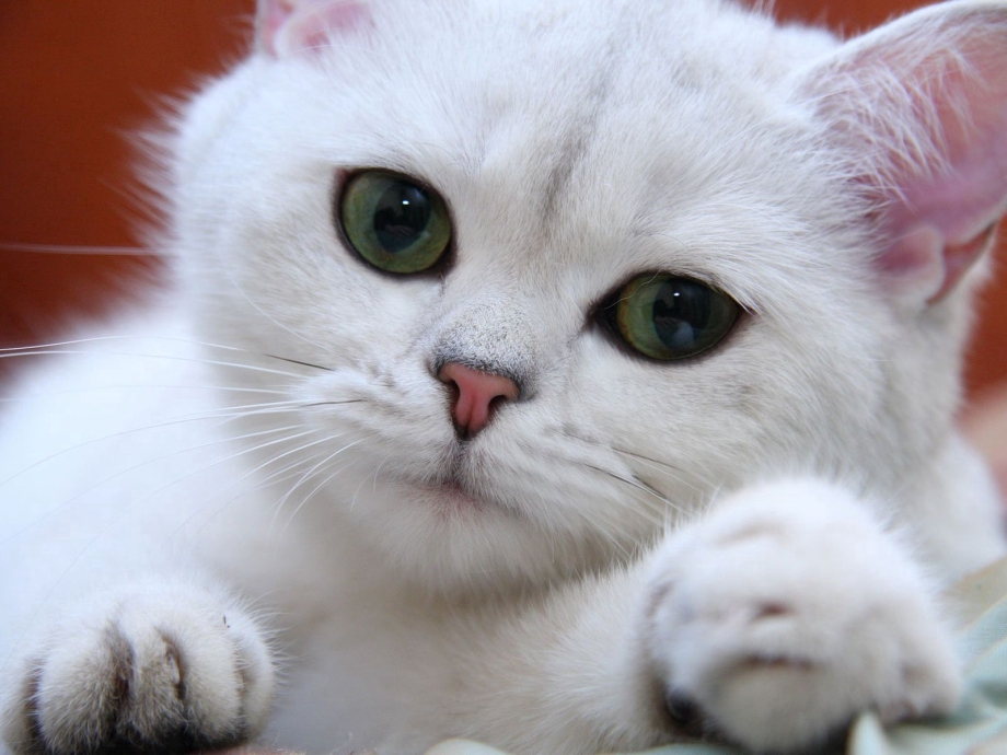 Белый котик