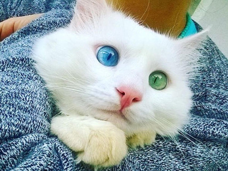 Кошки с разными глазами
