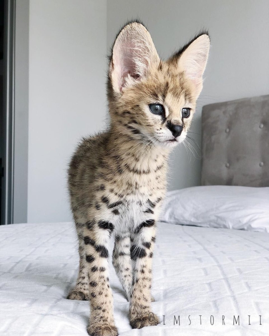 Кошка Саванна и сервал