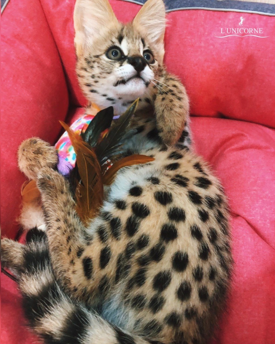 Саванна кошка
