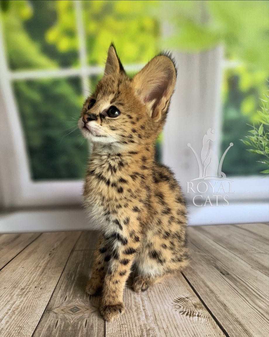 Сервал домашний