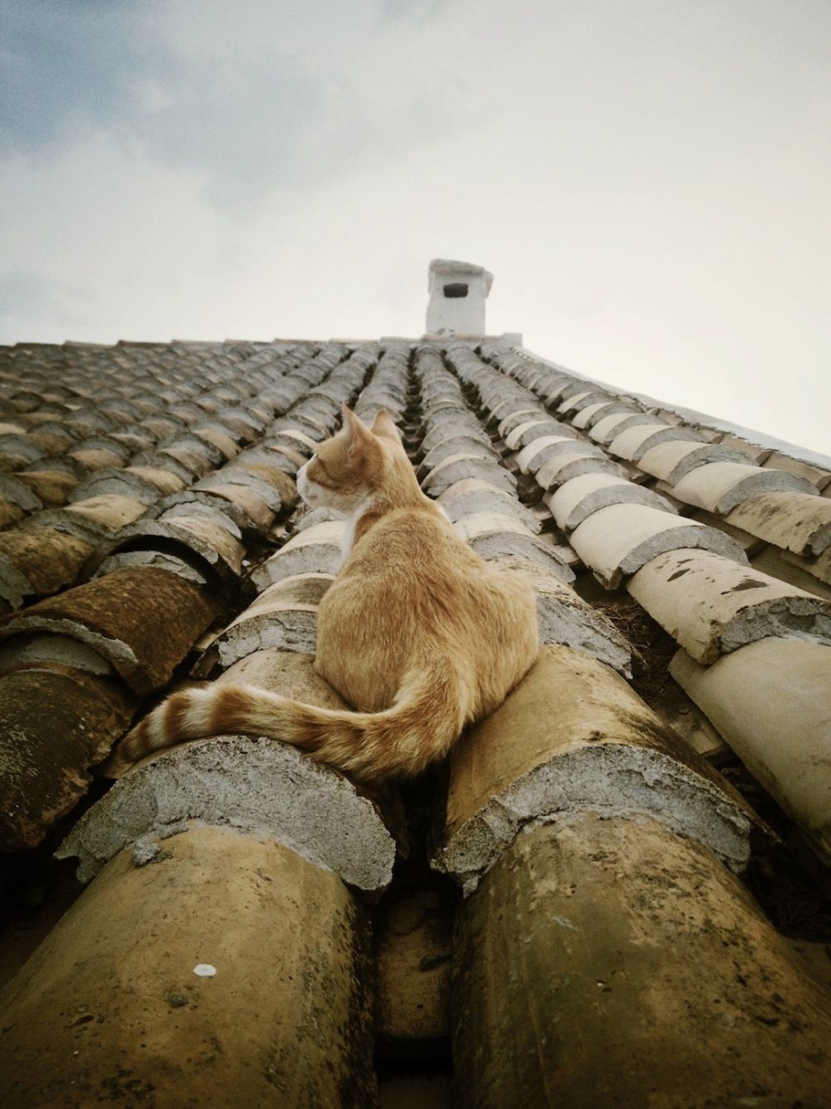 Котенок на крыше