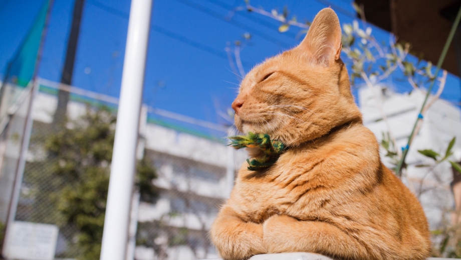 Котик на солнце