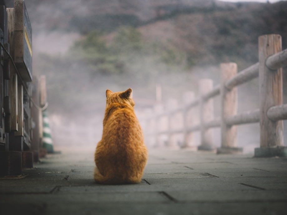 Кот на спине