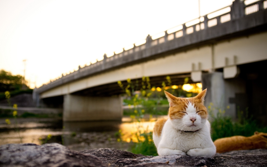 Мост для кошек