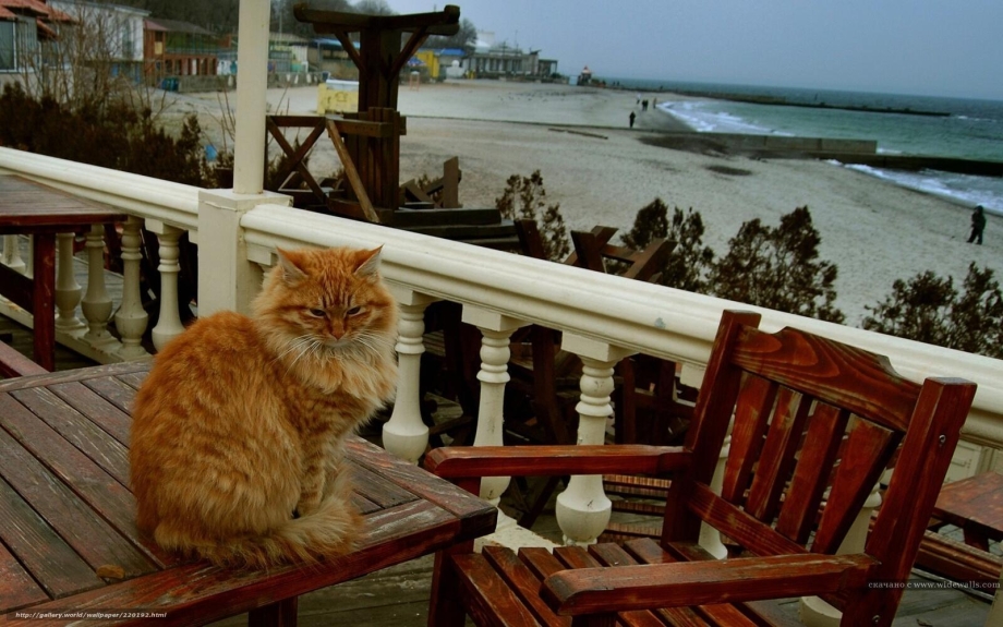 Рыжий кот на море