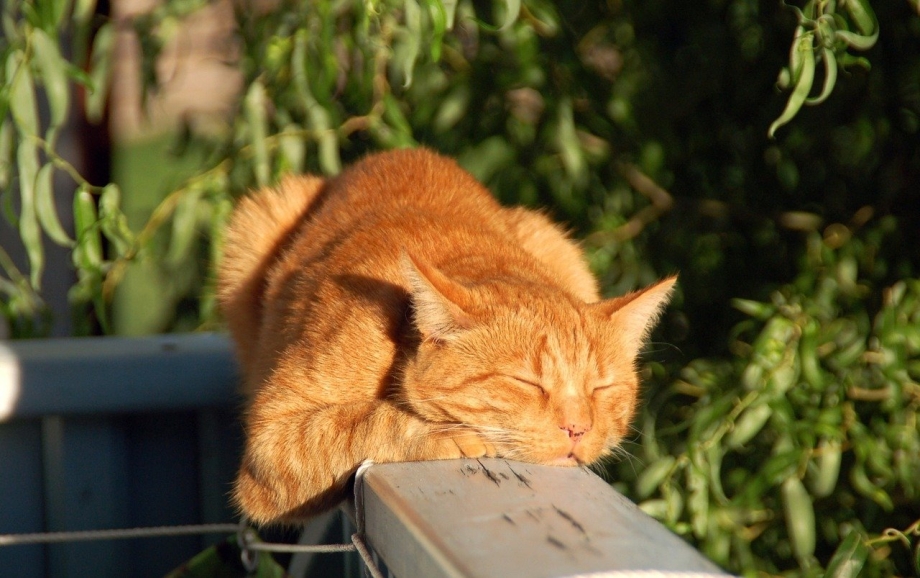 Кот на солнышке