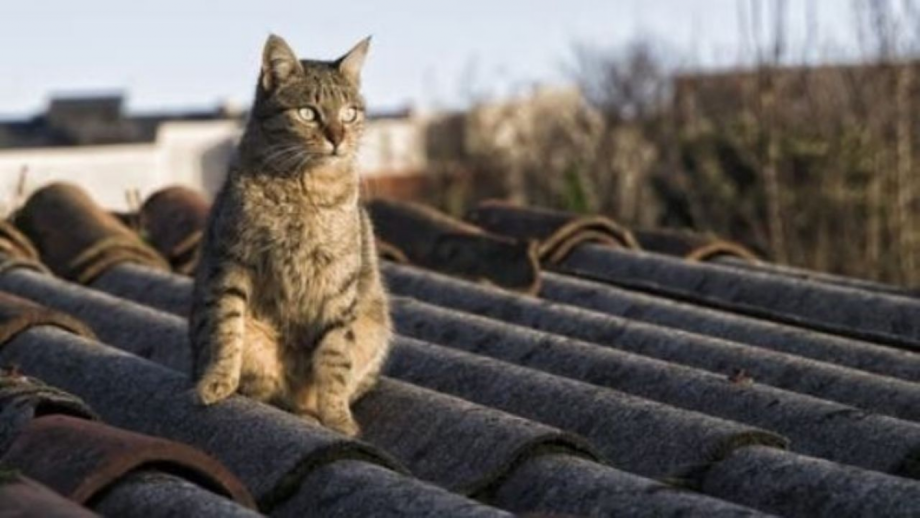 Деревенский кот на крыше