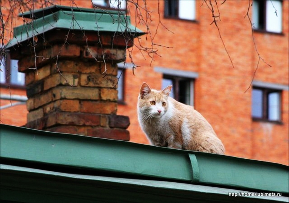 Рыжий кот на крыше