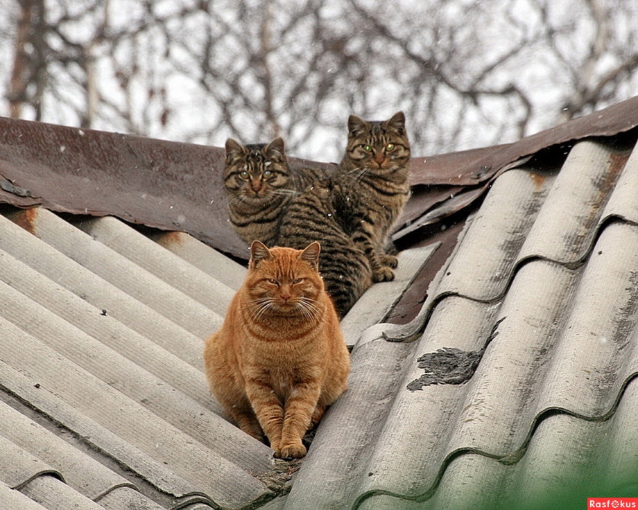 Кошки по крышам
