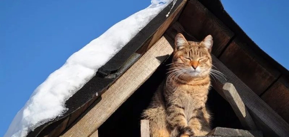 Кот на крыше