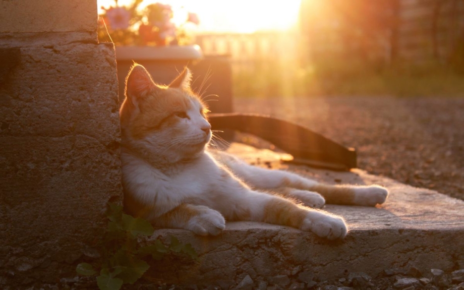 Котенок в солнечных лучах