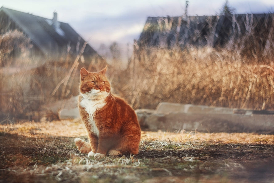 Кот Весна солнце