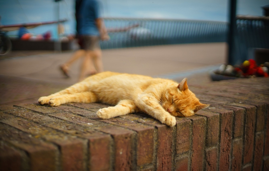 Котик лежит на улице