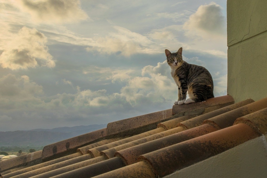 Котенок на крыше