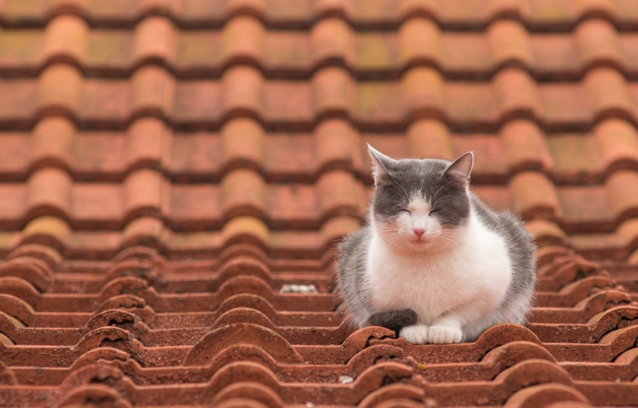 Котенок на крыше