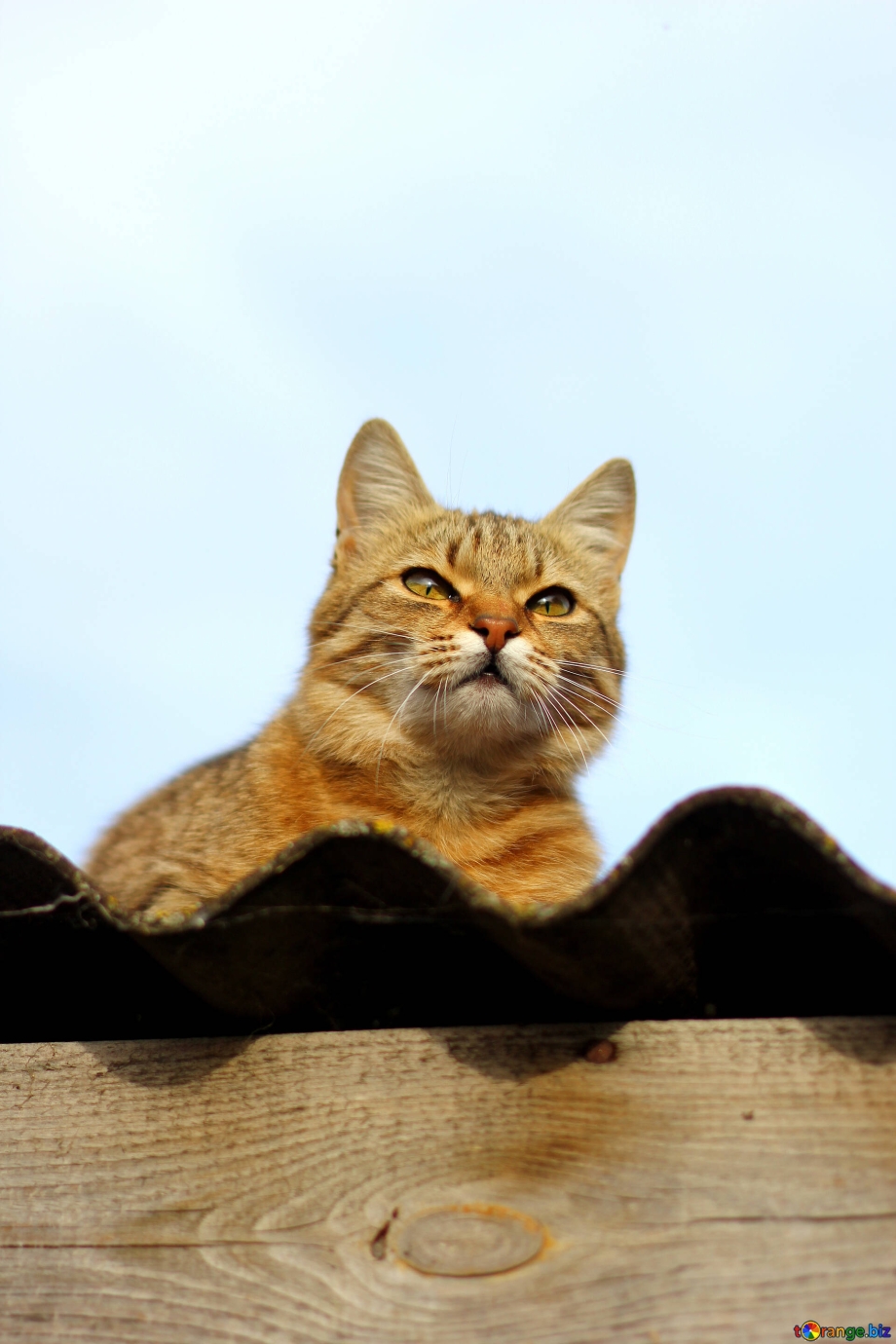 Котенок на крыше