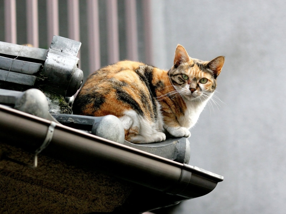 Коты на крышах домов