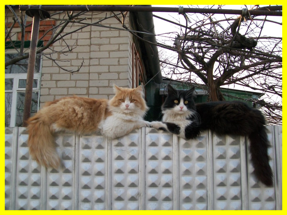 Коты на заборе