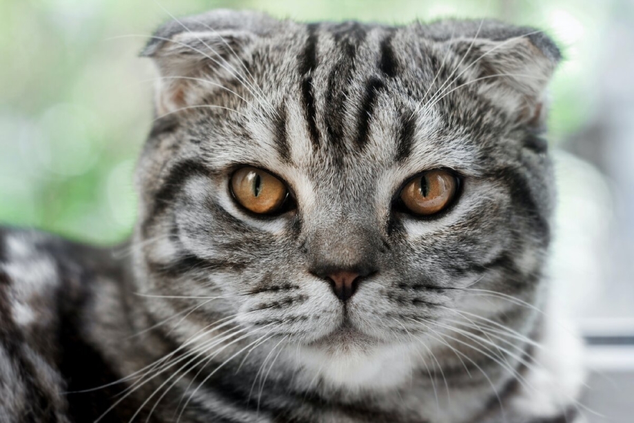 Шотландские котята скоттиш фолд