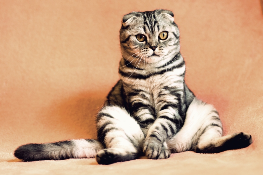 Кот породы вислоухий шотландец
