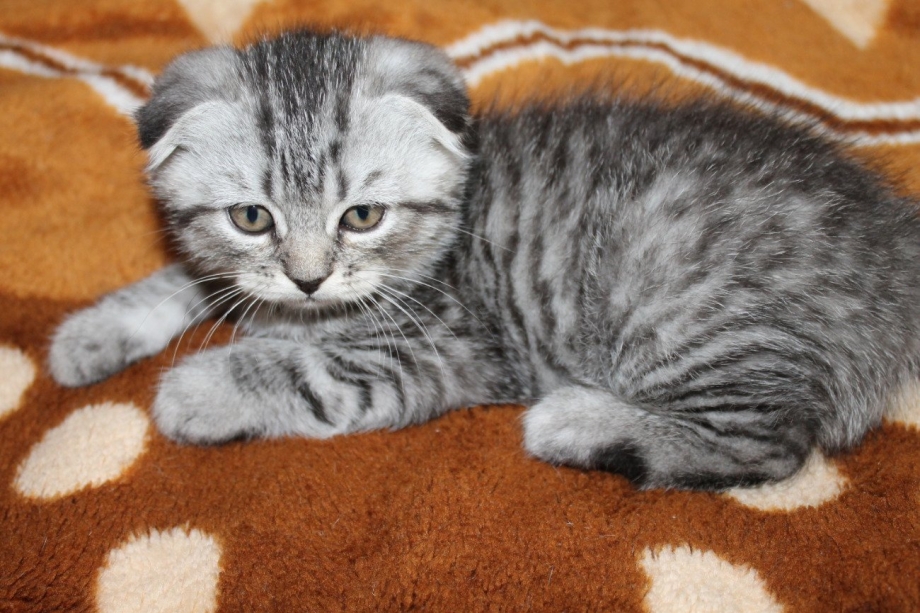 Шотландская вислоухая кошка полосатая серая