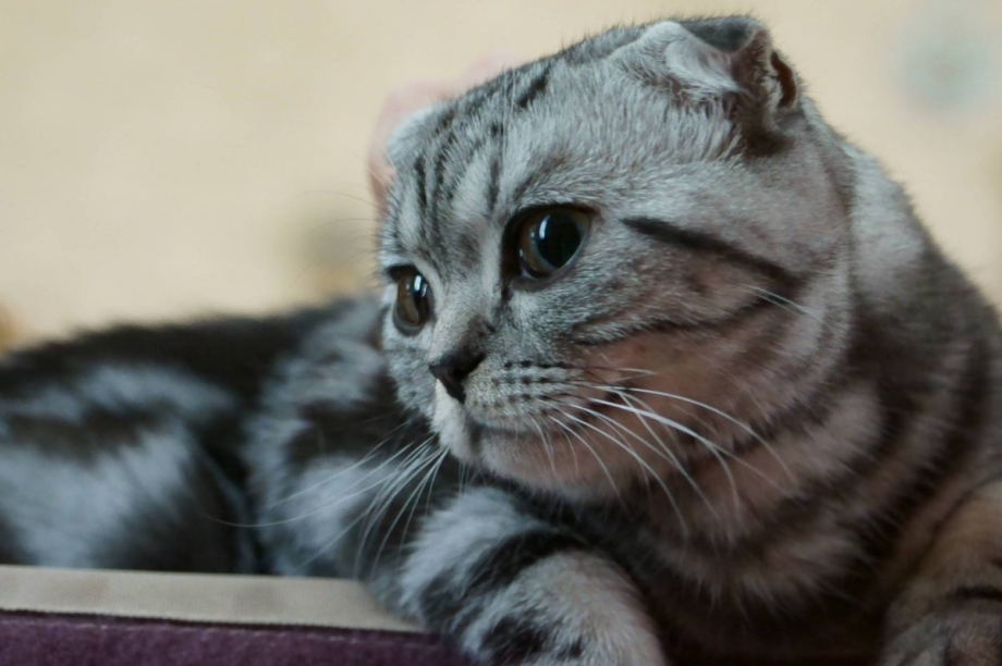 Британский вислоухий котенок полосатый