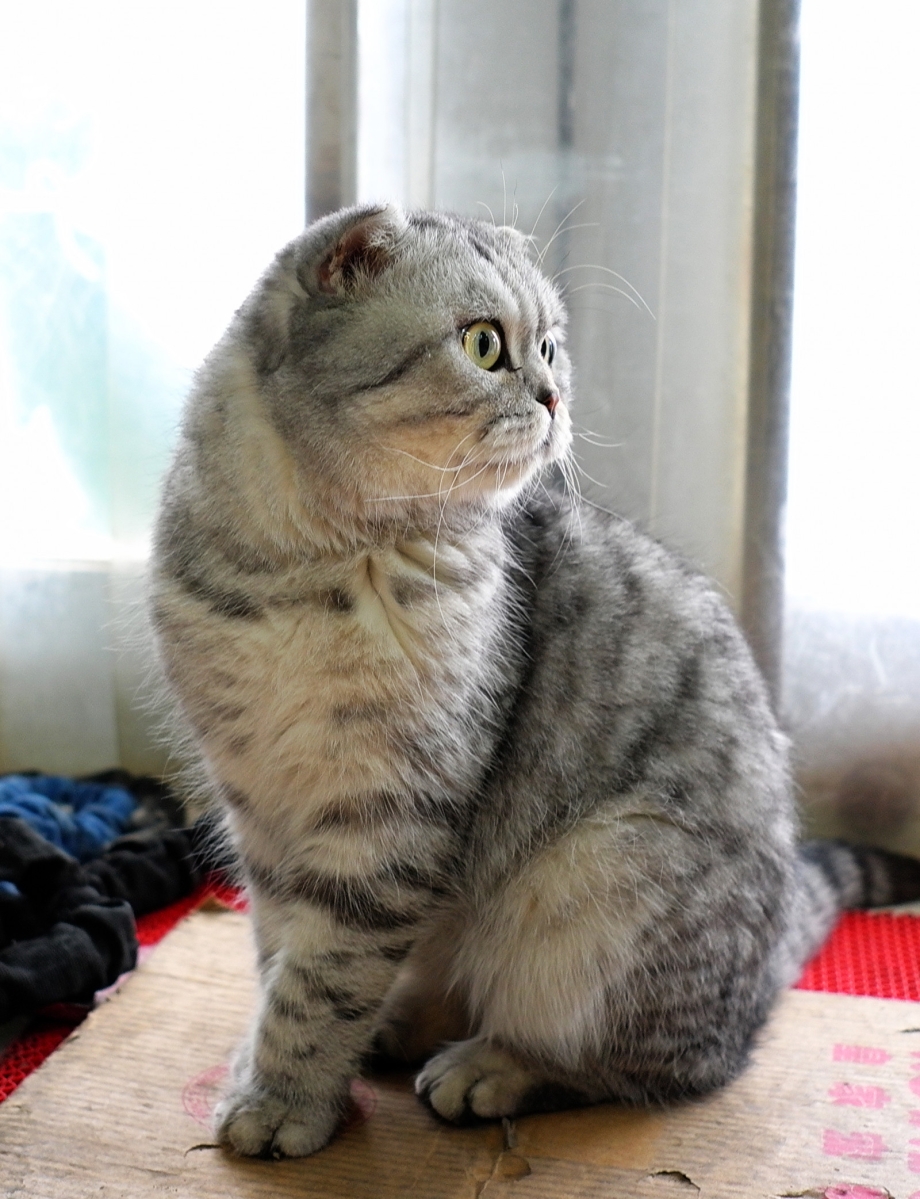 Вислоухие кошки полосатые белые