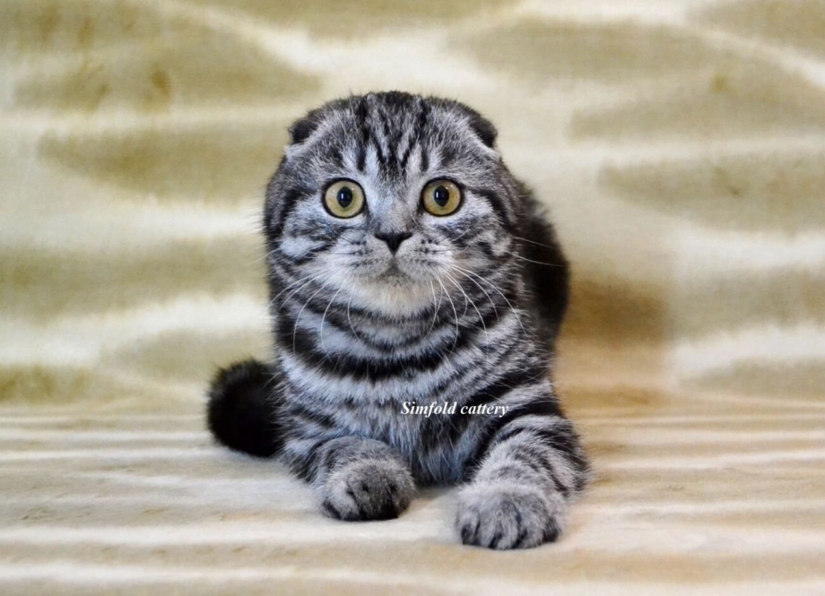Шотландская вислоухая скотишфолд