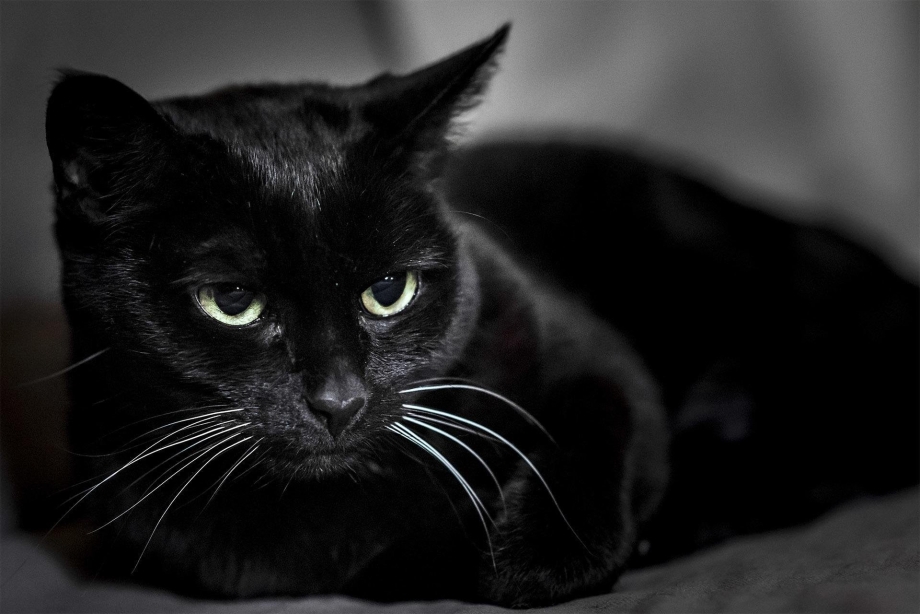 Красивая черная кошка